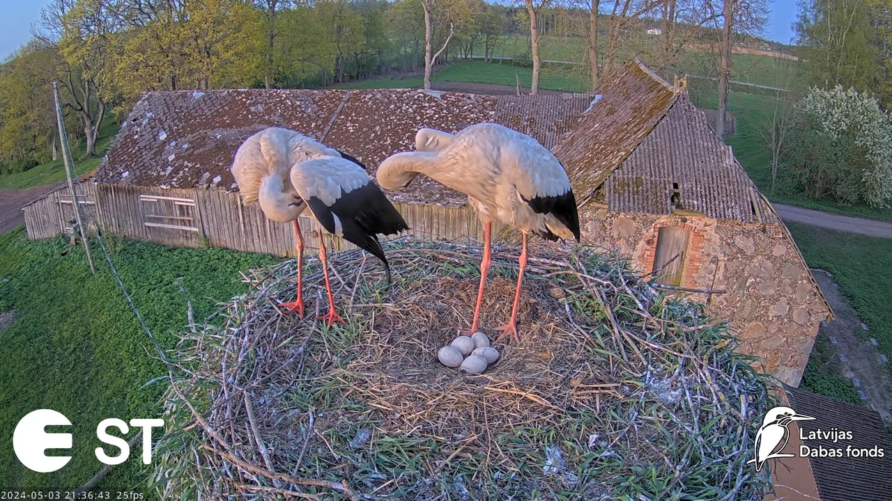Baltie stārķi (Ciconia ciconia) Tukuma novadā - LDF tiešraide __ White storks in Tukums, Latvia 12-2