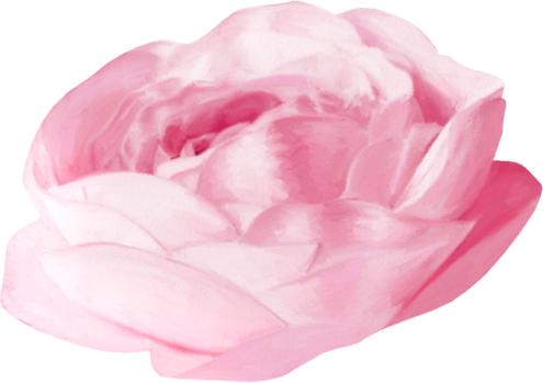 Rose12