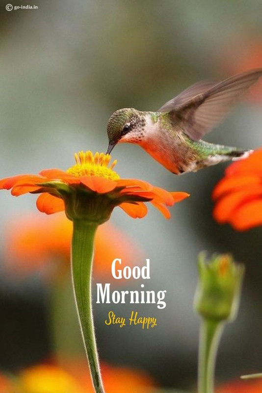 hummer-good-morning