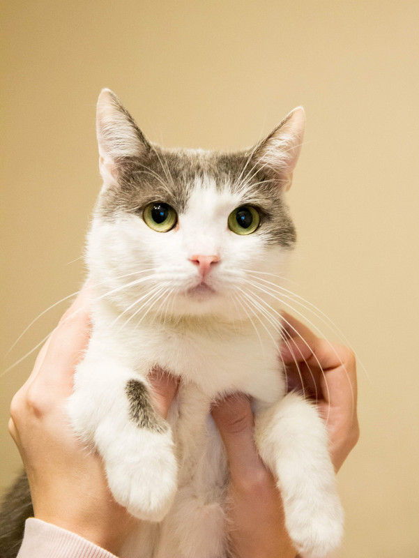 бело-серая-1-8