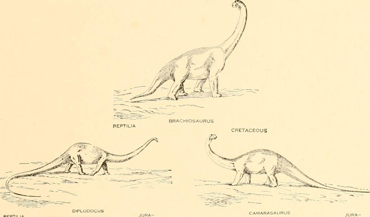 The_origin_and_evolution_of_life,_on_the_theory_of_action,_reaction_and_interaction_of_energy_(1917)