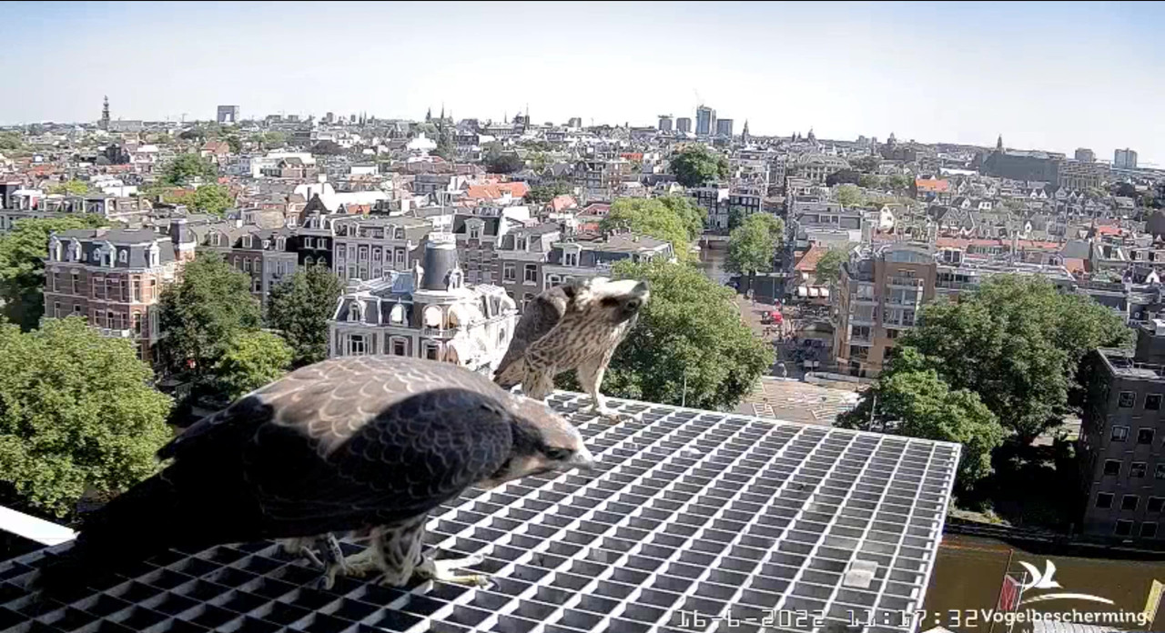 Amsterdam/Rijksmuseum screenshots © Beleef de Lente/Vogelbescherming Nederland - Pagina 27 Video-2022-06-16-112344-Moment-5