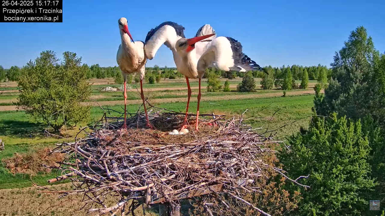 26042025bociany11