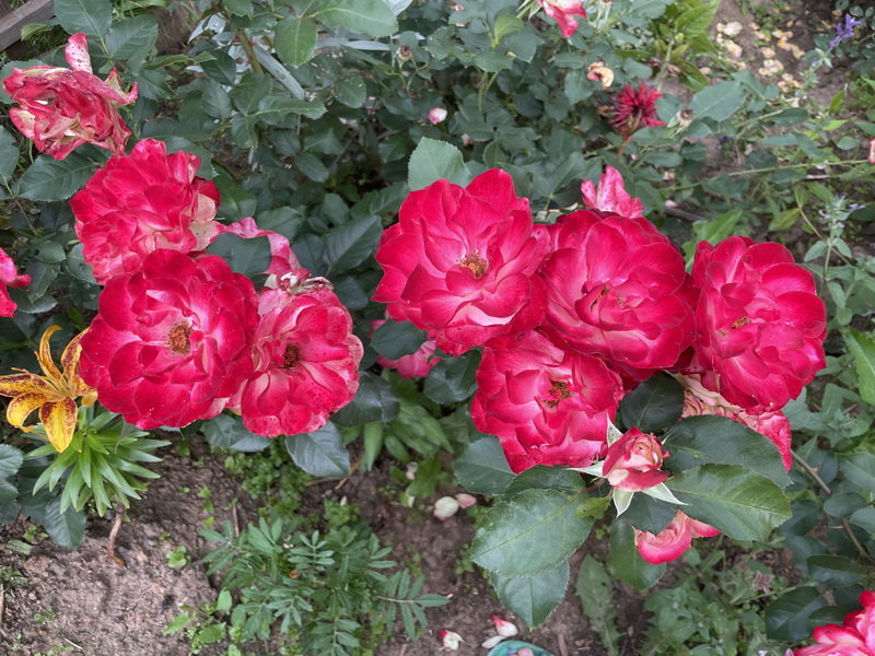 https://i.postimg.cc/TPmwB1fC/IMG-6457.jpg