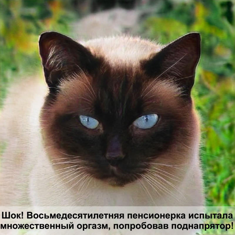 почему кошки умирают с открытыми глазами