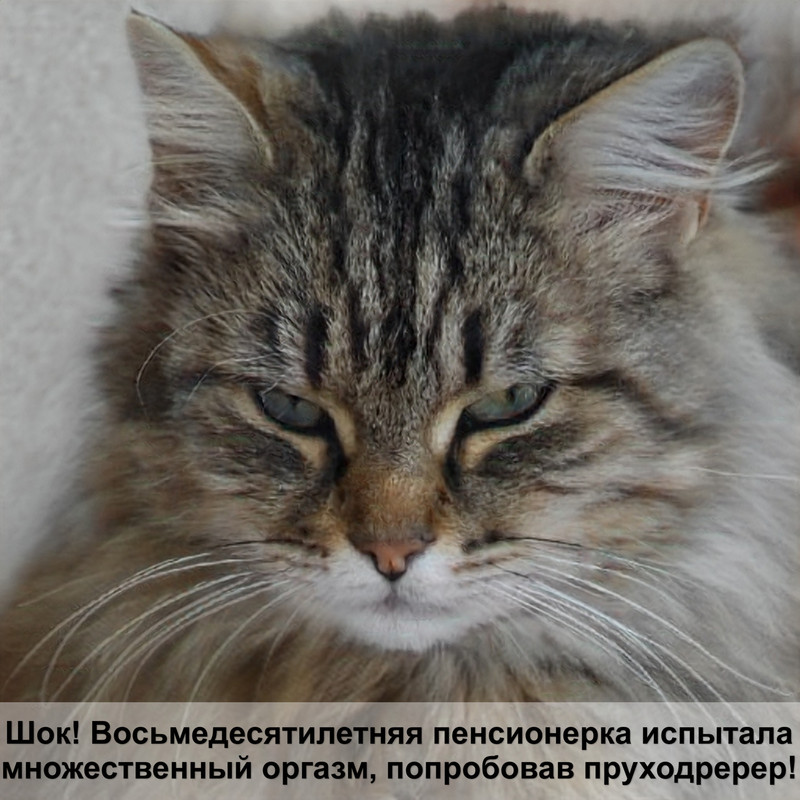 корм для кошек urinary