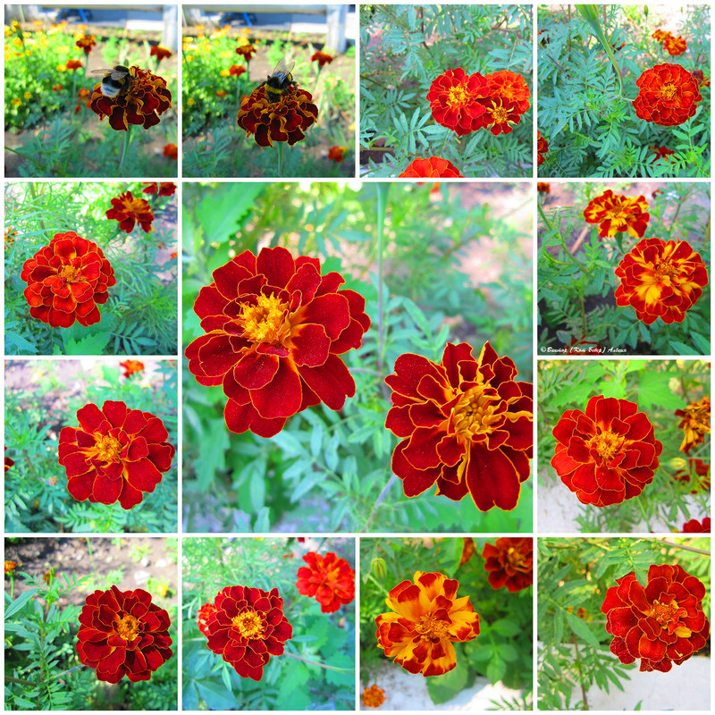 городские цветы8-1_edorig