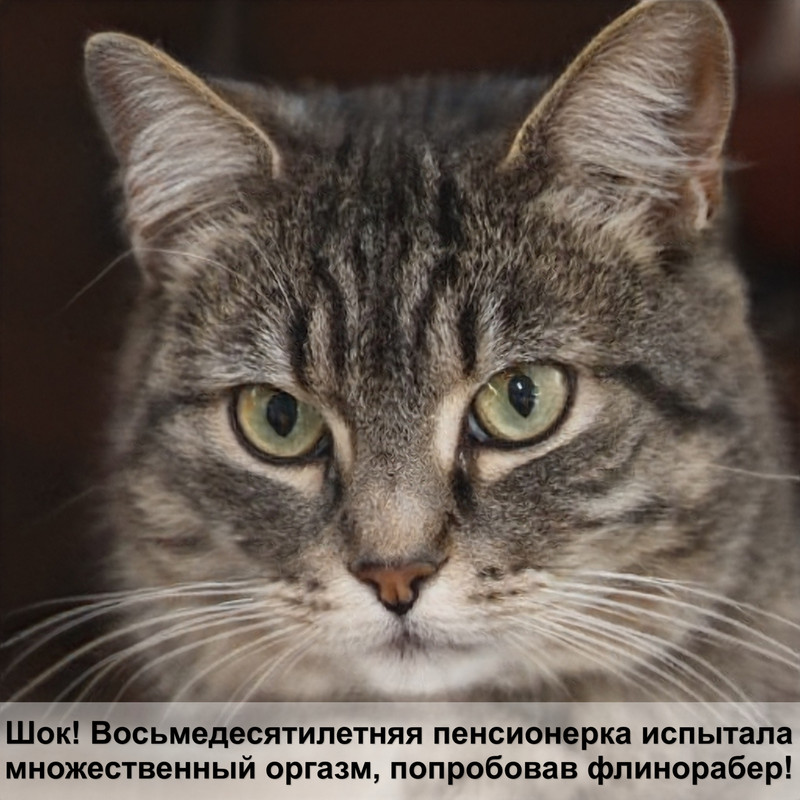 сколько живут кошки в доме