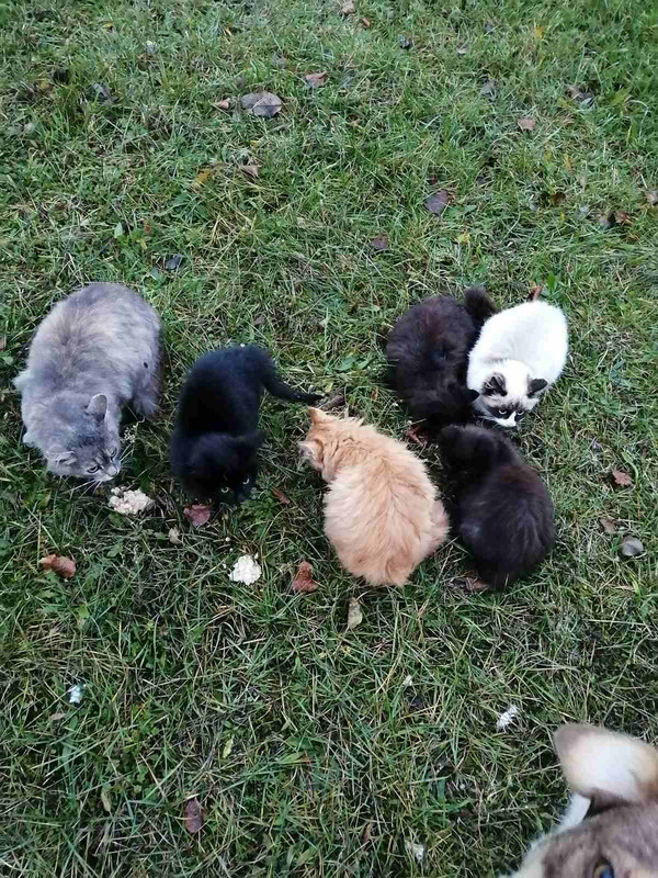 IMG 77483ffe00bf03c5002cdf66ebfab8ee V