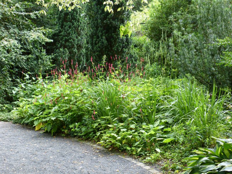 2014-07-13 Arboretum Härle 29