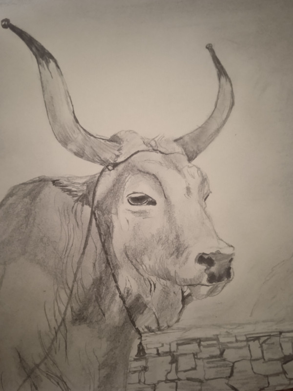 istarski vol crtež klaus