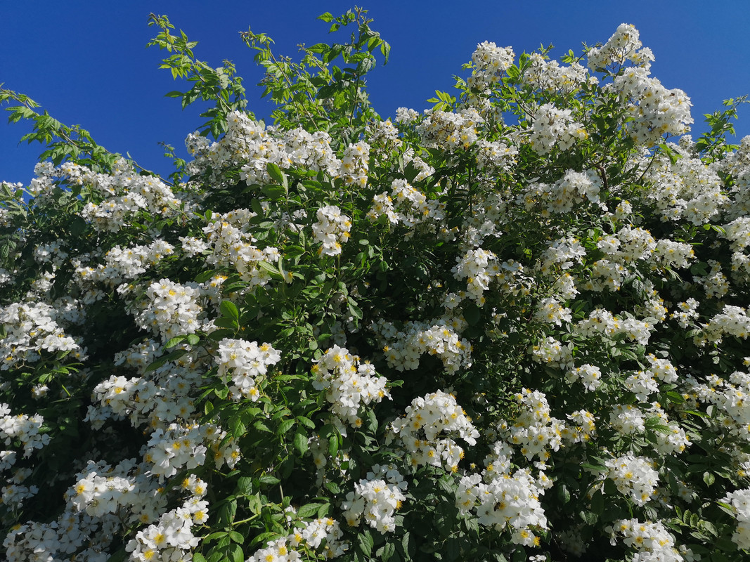 [Obrazek: IMG-20190607-091023.jpg]