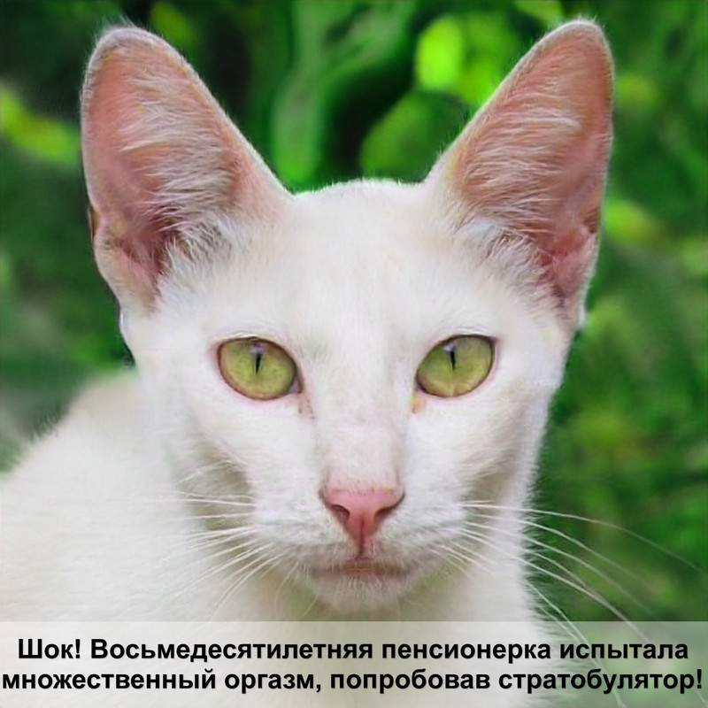 как кошки лечат людей