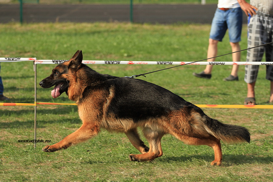 немецкие овчарки питомник хаус. питомник немецких овчарок аллемо хаус. райсин стар питомник. немецкие овчарки питомник хаус. аллемо хаус питомник.