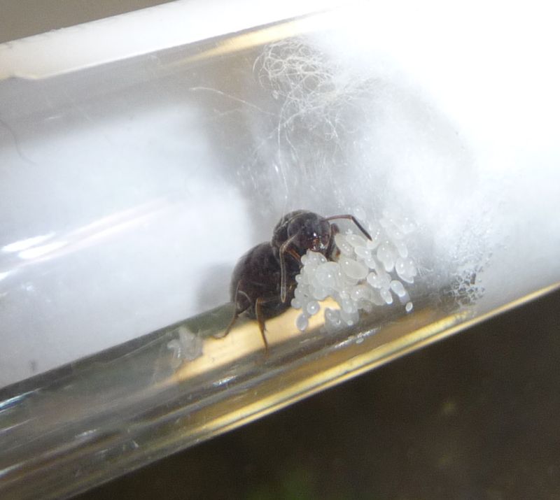 3007-Lasius.jpg