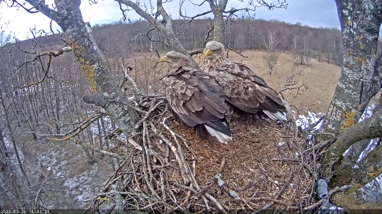 Merikotkas__Haliaeëtus albicilla 13-2-56 screenshot