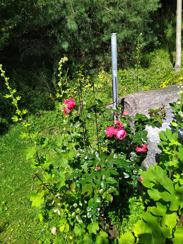 IMG_20200722_122404
