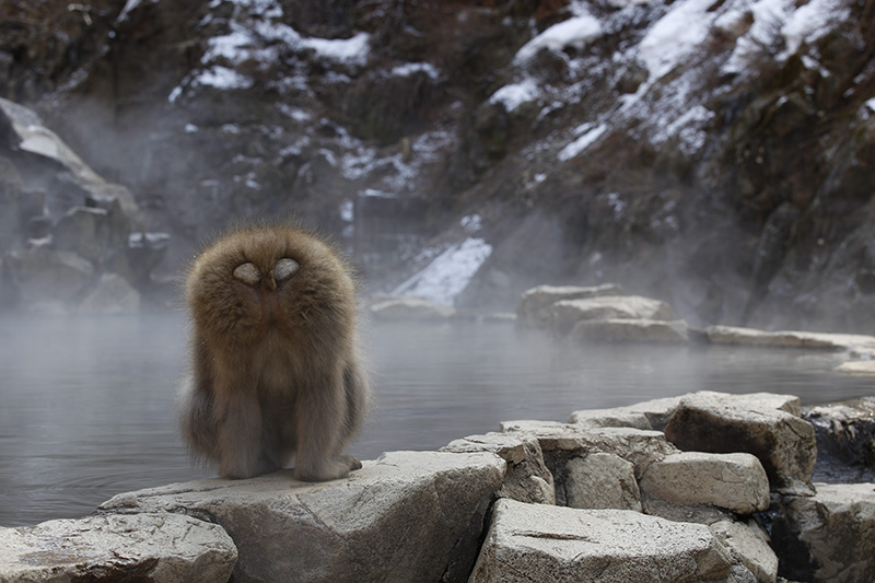 IMAGE: https://i.postimg.cc/TPqy6gpf/Monkey-Japan.jpg