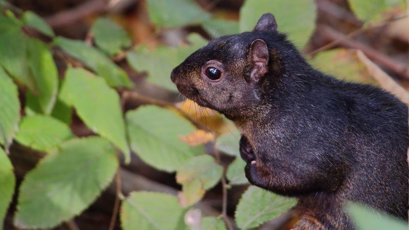 black-squirrel.jpg