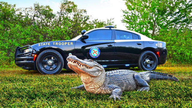 fhp-1