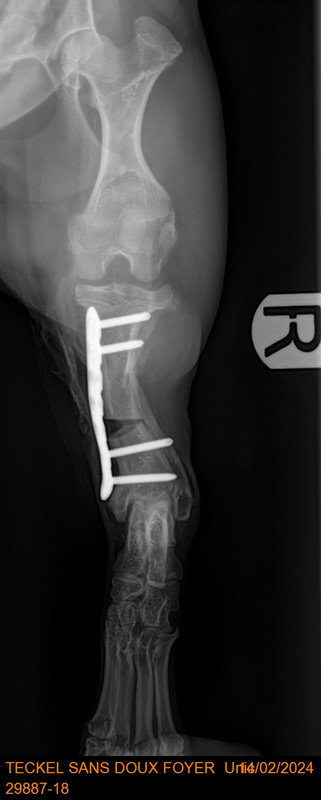 [Image: 29887-18-TECKEL-SANS-DOUX-FOYER-Unic-13381.jpg]