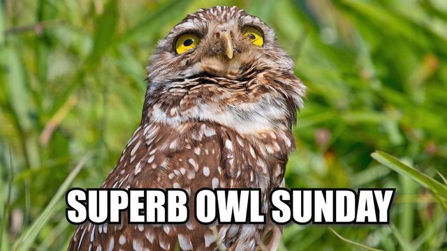 OWL2-1