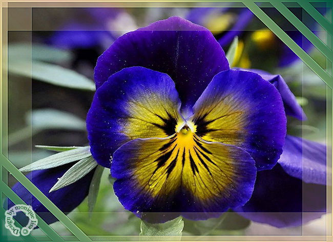 HEADER-VIOLETJE.jpg