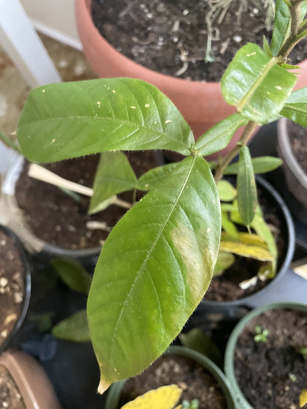 A9F59759-5585-449D-B30F-9F6F72177CA4