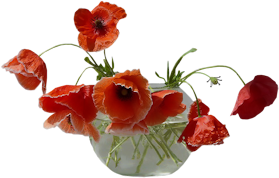 Poppies