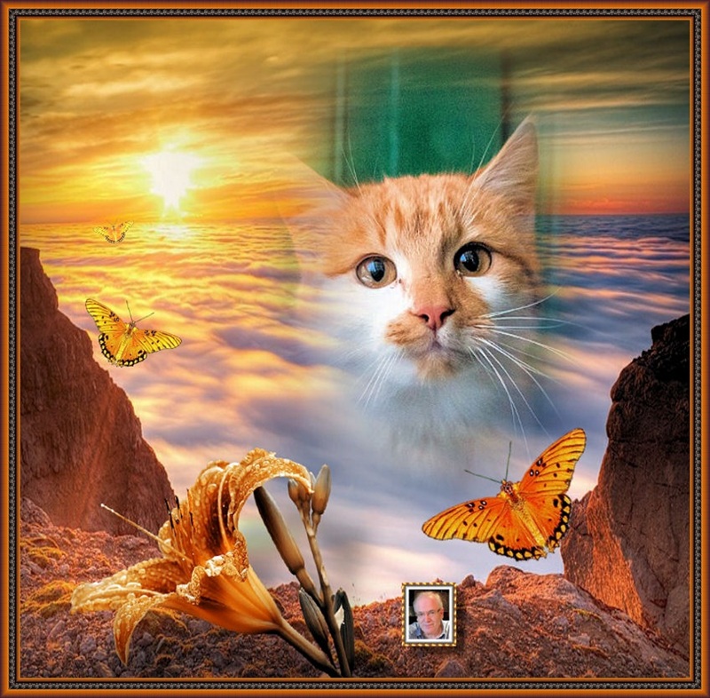 MOOIE-KATER-2