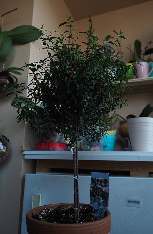[Image: P5100018.jpg]