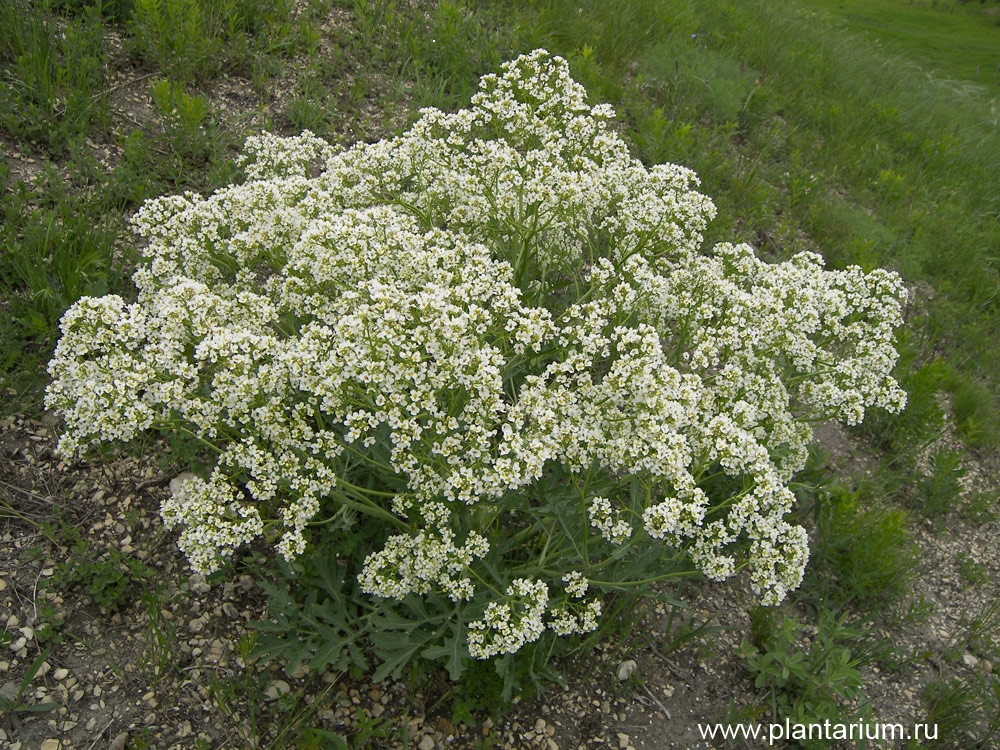 Crambe steveniana Rupr.
