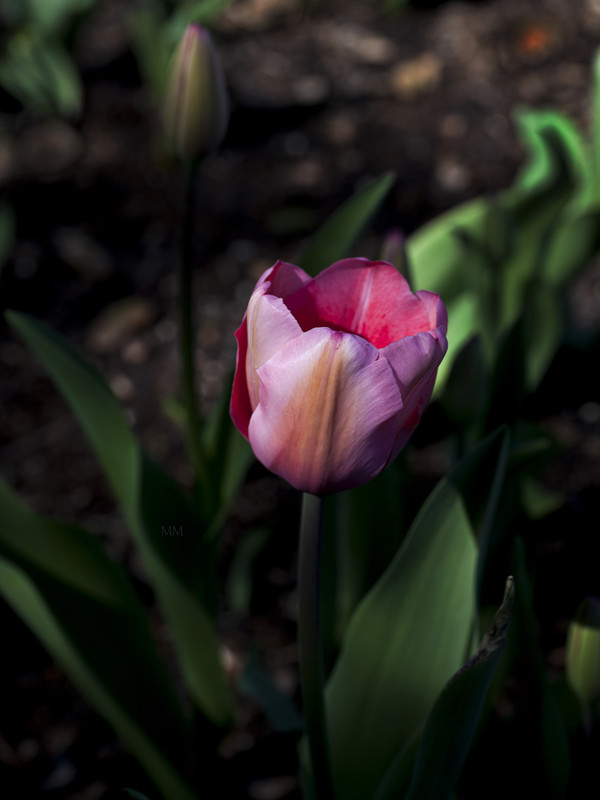 [Image: Tulip-3mm.jpg]