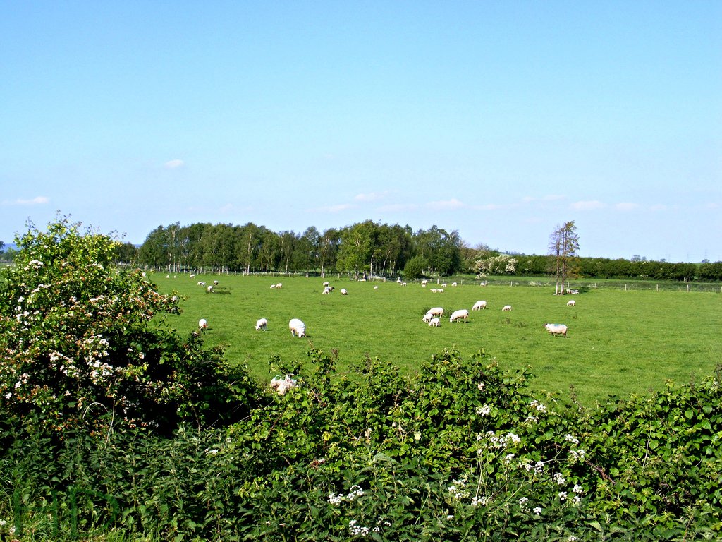 sheep-field-HD.jpg