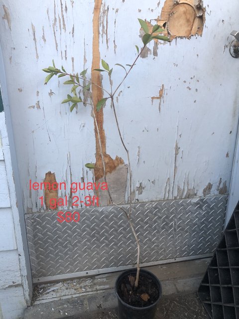 A853E7C2-9743-4E0B-87E5-39D2C7FC576D