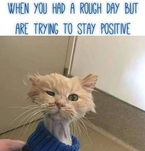 cat-stay-positive.jpg
