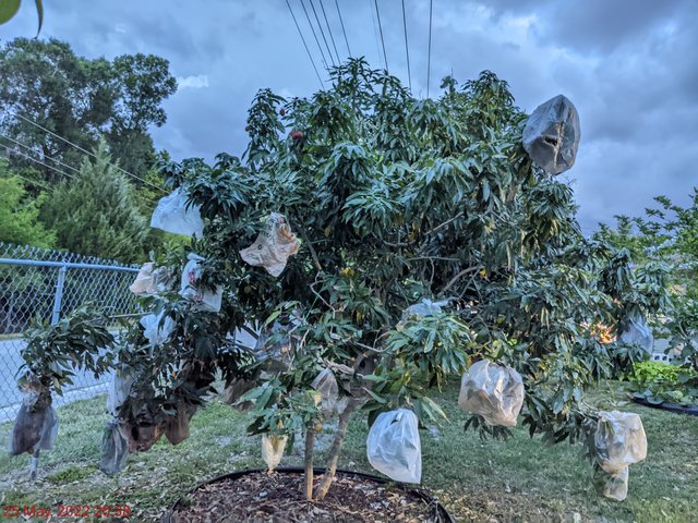 [Image: PXL-20220526-003817240-NIGHT.jpg]