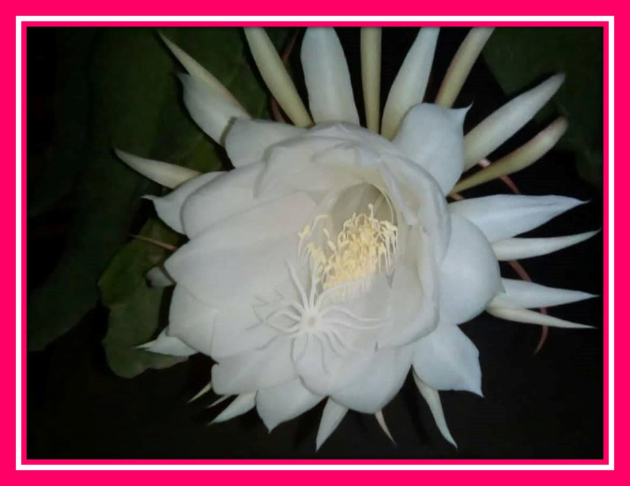 dama-de-noche-2.jpg