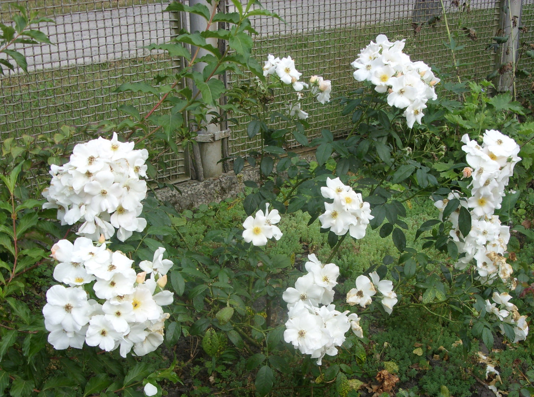SDC11320