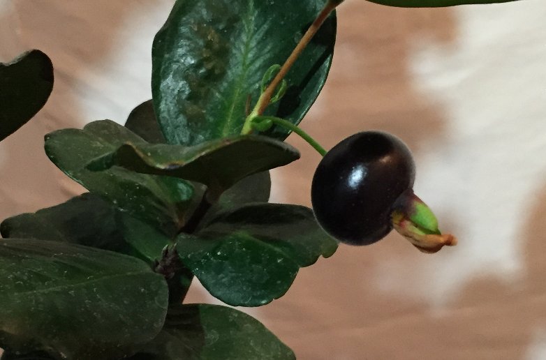 Eugenia_itaghuaensis-fruit