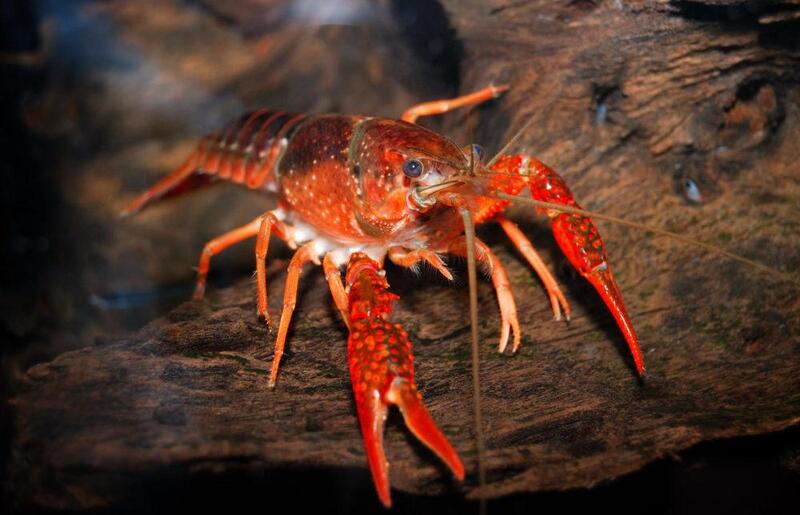 Как вырастить раков в домашних условиях