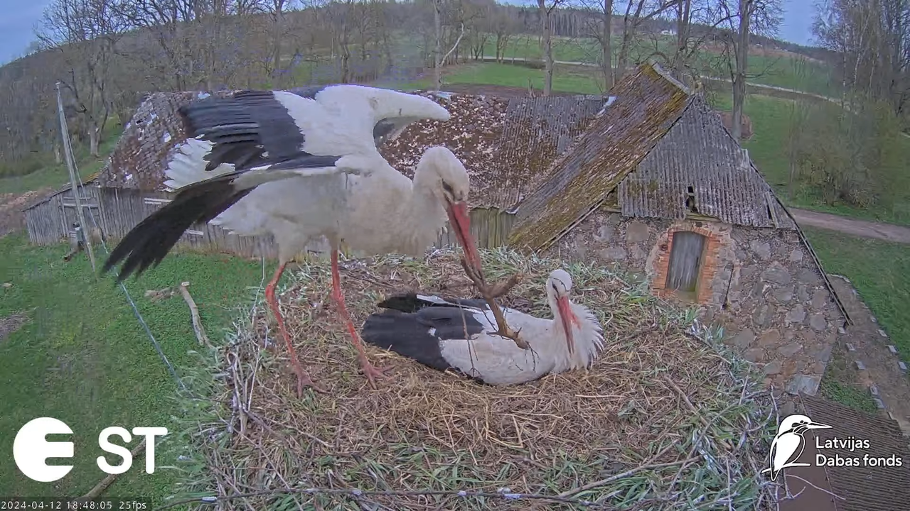 Baltie stārķi (Ciconia ciconia) Tukuma novadā - LDF tiešraide __ White storks in Tukums, Latvia 14-5