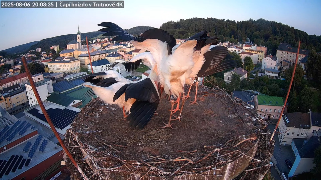 Tiešraide no stārķa ligzdas uz alus darītavas skursteņa Trutnovā 12-53-5 screenshot