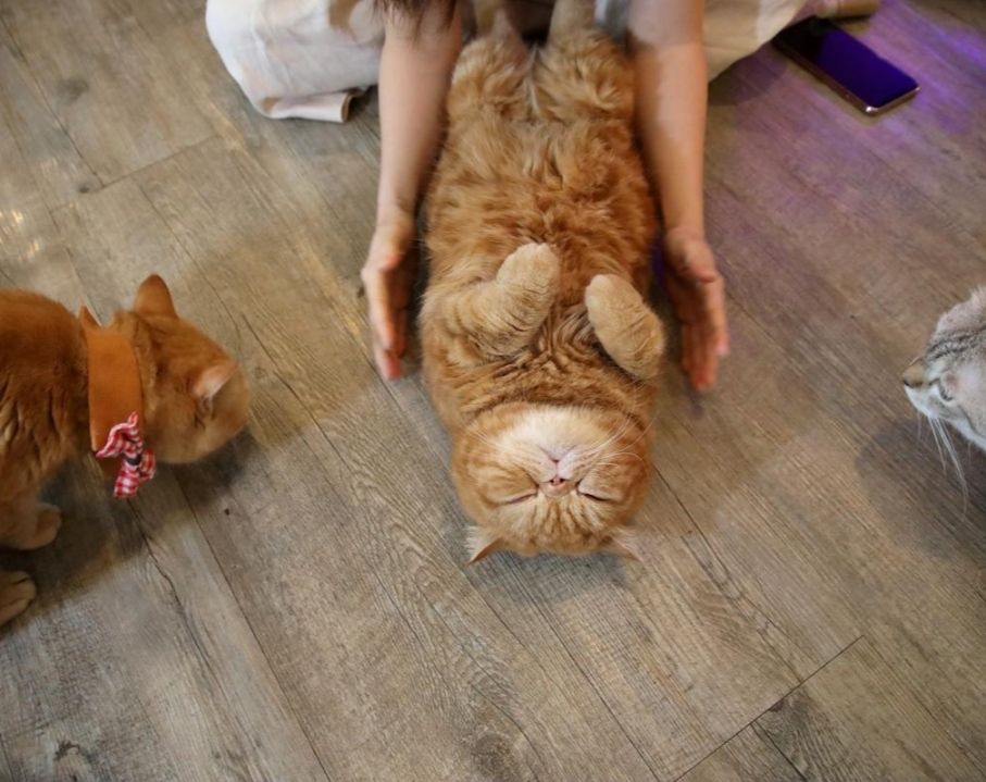 Kucing-kucing di Caturday Cafe, Bangkok.