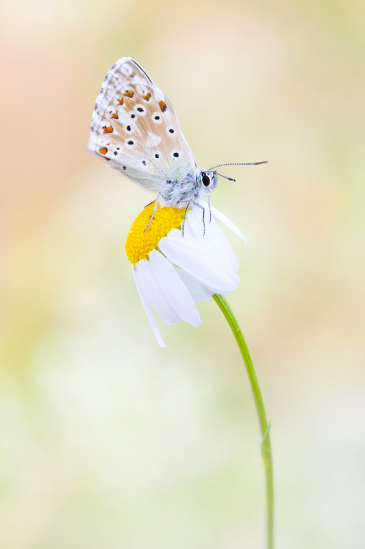 2025-07-13 08-59-28 (A,R4,S2)-2