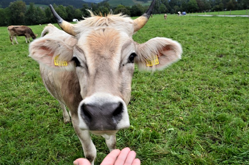 VILTERS-WANGS-6-9-2019 - Suiza y sus pueblos-2019 (14)