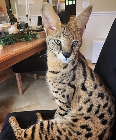 F1 Savannah Cat
