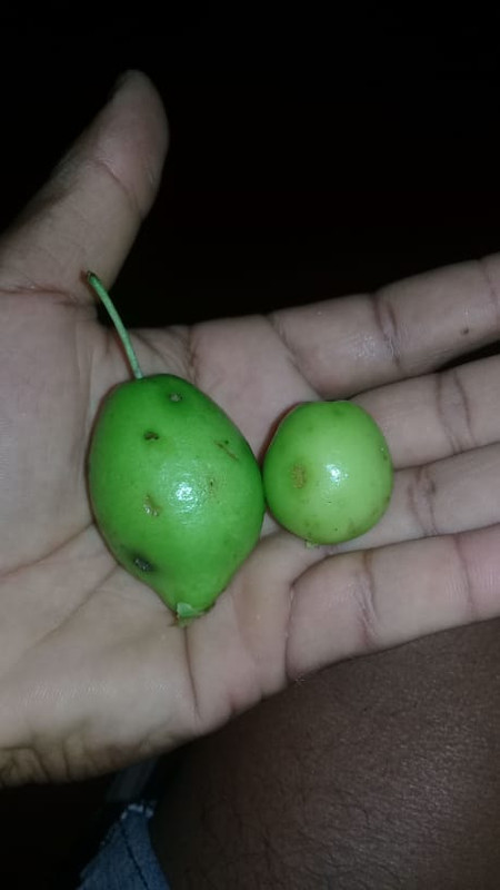 WhatsApp Image 2020-12-20 at 00.10.00 (11)