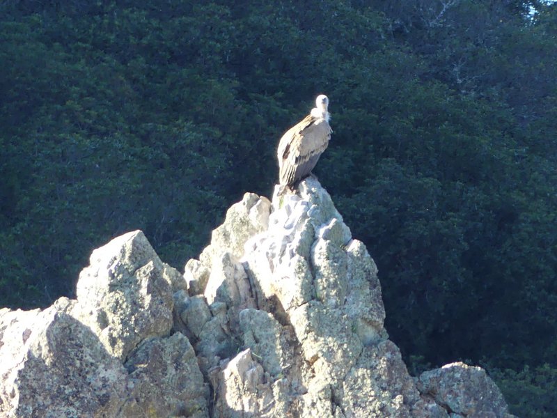 PARQUE NACIONAL DE MONFRAGÜE-2020/2023 - EXTREMADURA Y SUS PUEBLOS -2010-2023 (147)