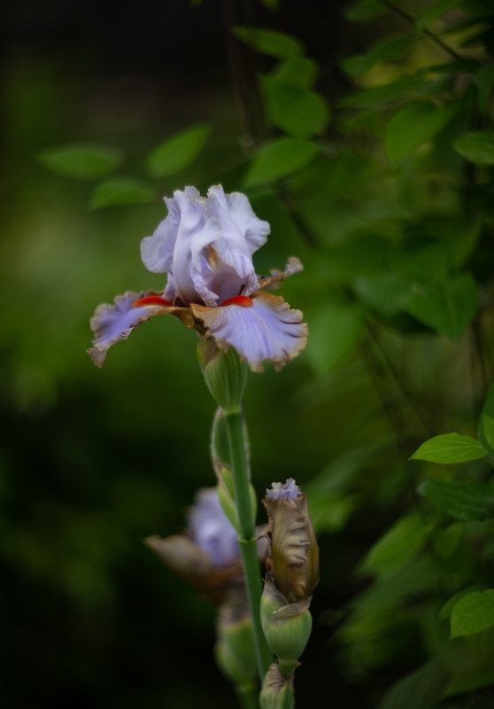 IMG-e5f3c2f32dc3a58f47ad7bc18041518a-V